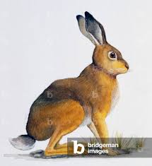 Attēlu rezultāti vaicājumam “Lepus europaeus”