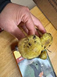 Attēlu rezultāti vaicājumam “Tricholoma flavovirens”