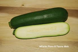 Attēlu rezultāti vaicājumam “Cucurbita pepo fruit”