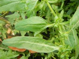 Attēlu rezultāti vaicājumam “Atriplex calotheca leaf”