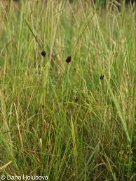 Attēlu rezultāti vaicājumam “Juncus conglomeratus fruit”