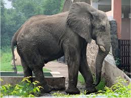 Image result for sad elephant