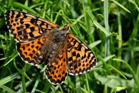 Attēlu rezultāti vaicājumam “Melitaea didyma male”