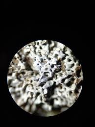 Attēlu rezultāti vaicājumam “Physarum virescens macro”