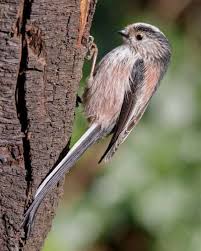Attēlu rezultāti vaicājumam “Aegithalos caudatus”