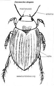 Attēlu rezultāti vaicājumam “Dytiscus sp.”