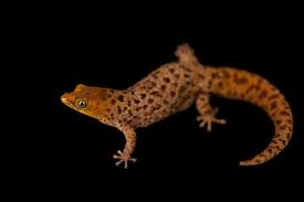 Attēlu rezultāti vaicājumam “Lycogala irregulare macro”