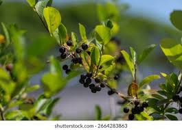 Attēlu rezultāti vaicājumam “Aronia melanocarpa fruit”