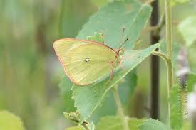 Attēlu rezultāti vaicājumam “Colias palaeno”