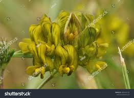 Attēlu rezultāti vaicājumam “Medicago x varia  flower”