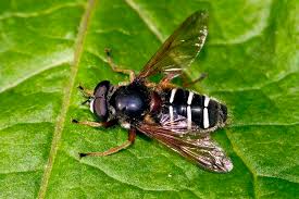 Attēlu rezultāti vaicājumam “Sericomyia lappona”