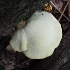 Attēlu rezultāti vaicājumam “Buglossoporus quercinus”