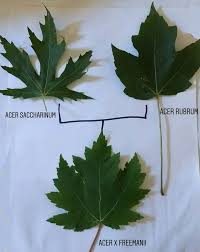 Attēlu rezultāti vaicājumam “Acer saccharinum leaf”