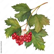 Attēlu rezultāti vaicājumam “Viburnum opulus fruit”