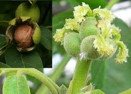Attēlu rezultāti vaicājumam “Juglans regia fruit”