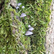 Attēlu rezultāti vaicājumam “Mycena pseudocorticola”