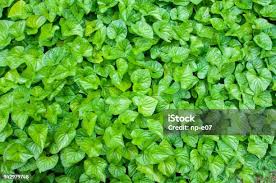 Attēlu rezultāti vaicājumam “Viola canina leaf”