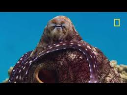 Image result for Totton Octopush Club