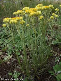 Attēlu rezultāti vaicājumam “Helichrysum arenarium”