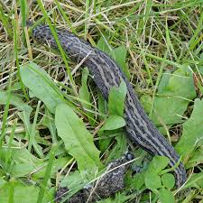 Attēlu rezultāti vaicājumam “Limax maximus”