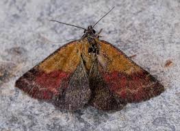 Attēlu rezultāti vaicājumam “Phytometra viridaria”