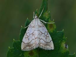 Attēlu rezultāti vaicājumam “Evergestis extimalis”