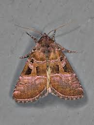 Attēlu rezultāti vaicājumam “Eucarta virgo”