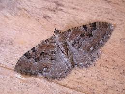 Attēlu rezultāti vaicājumam “Hydria cervinalis”