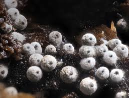 Attēlu rezultāti vaicājumam “Enteridium liceoides macro”