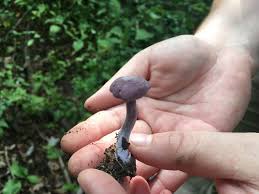 Attēlu rezultāti vaicājumam “Laccaria amethystina”