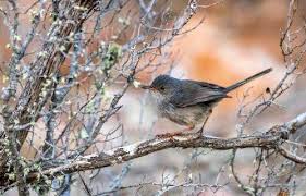 Image result for Sylvia sarda