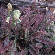 Attēlu rezultāti vaicājumam “Pedicularis palustris subsp. opsiantha”