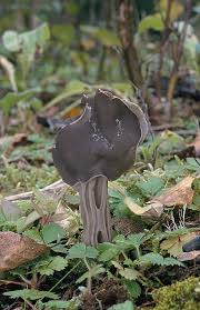 Attēlu rezultāti vaicājumam “Helvella lacunosa”