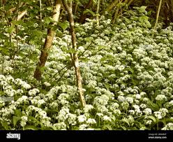 Attēlu rezultāti vaicājumam “Allium ursinum fruit”