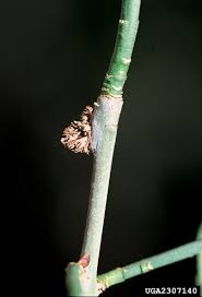 Attēlu rezultāti vaicājumam “Euonymus europaeus bud”