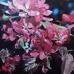 Attēlu rezultāti vaicājumam “Malus purpurea”