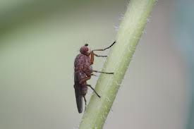 Attēlu rezultāti vaicājumam “Sciomyzidae”