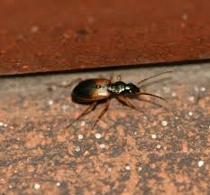 Attēlu rezultāti vaicājumam “Anchomenus dorsalis”