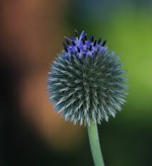 Attēlu rezultāti vaicājumam “Echinops sphaerocephalus”