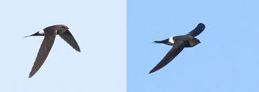 Image result for Apus pacificus