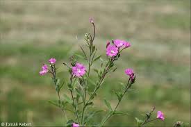 Attēlu rezultāti vaicājumam “Epilobium hirsutum”