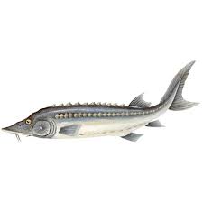 Image result for Acipenser transmontanus