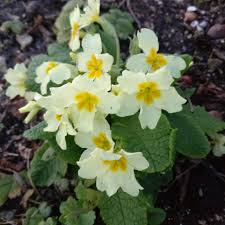 Attēlu rezultāti vaicājumam “Primula veris var. rubra”