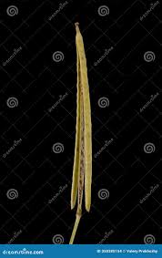 Attēlu rezultāti vaicājumam “Diplotaxis tenuifolia fruit”