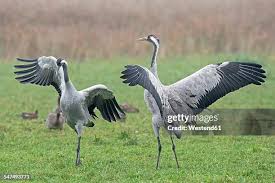 Attēlu rezultāti vaicājumam “Grus grus”