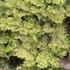 Attēlu rezultāti vaicājumam “Trichocolea tomentella”