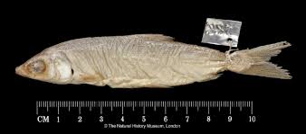 Image result for Chanos chanos