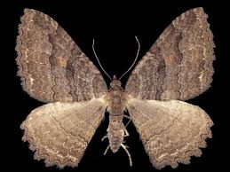 Attēlu rezultāti vaicājumam “Triphosa dubitata”