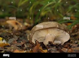 Attēlu rezultāti vaicājumam “Russulales”