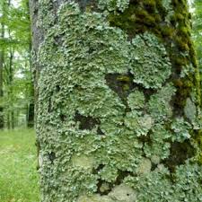 Attēlu rezultāti vaicājumam “Parmelia serrana”